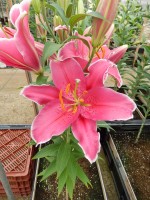 [4654 DJ OR-02 No02.JPG]